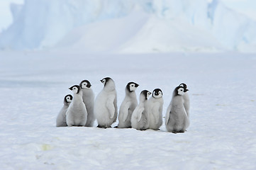 Image showing Emperor Penguin chicks in Antarctica