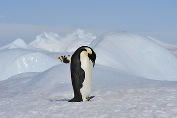 Image showing Emperor Penguin on the snow