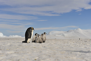 Image showing Emperor Penguins with chick