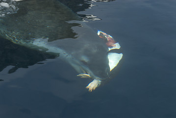 Image showing Leopard seal under water