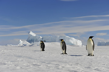 Image showing Emperor Penguin on the snow