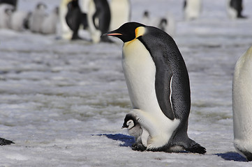 Image showing Emperor Penguins with chick