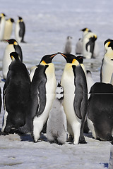 Image showing Emperor Penguins with chick