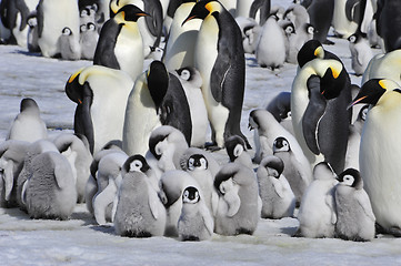 Image showing Emperor Penguins with chick