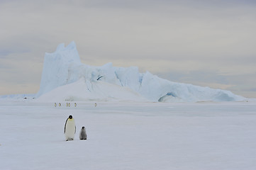 Image showing Emperor Penguins on the ice