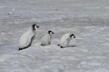 Image showing Emperor Penguin chicks in Antarctica