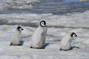 Image showing Emperor Penguin chicks in Antarctica