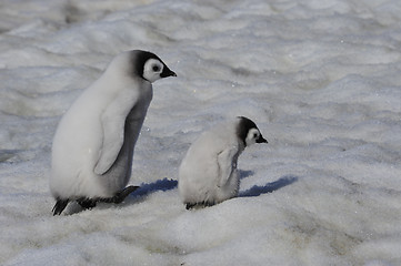 Image showing Emperor Penguin chicks in Antarctica