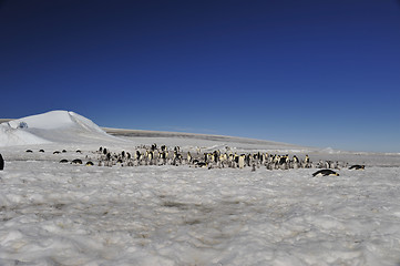 Image showing Beautiful view of icebergs Snow Hill Antarctica