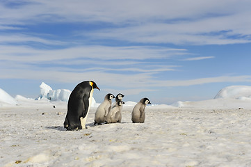 Image showing Emperor Penguins with chick