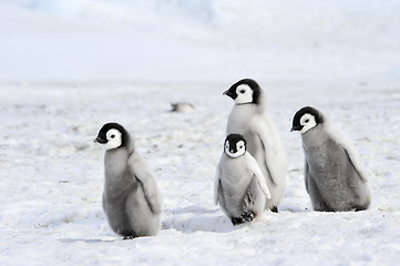 Image showing Emperor Penguin chicks in Antarctica