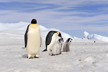 Image showing Emperor Penguins with chick