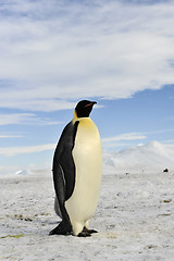 Image showing Emperor Penguin on the snow