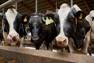 Image showing herd of cows in cowshed on dairy farm