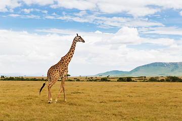 Image showing giraffe walking along savannah at africa