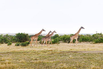 Image showing group of giraffes walking along savannah at africa