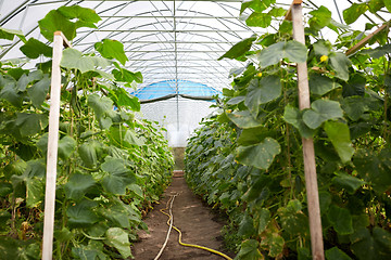 Image showing cucumber seedlings growing at greenhouse