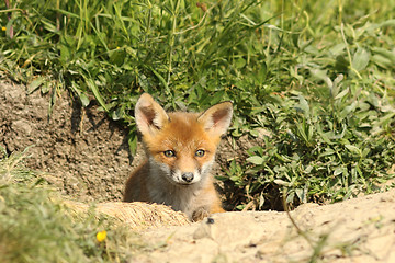 Image showing cute fox cub at the entrance of the den