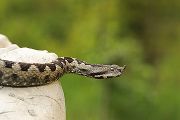 Image showing dangerous nose horned viper