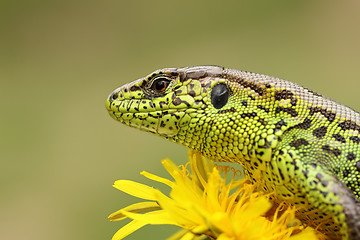 Image showing portrait of sand lizard standing on yellow dandelion