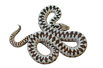 Image showing isolated beautiful european common crossed viper