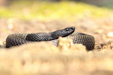 Image showing nikolskii viper basking on forest ground