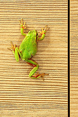 Image showing cute green frog on furniture