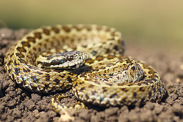 Image showing beautiful meadow viper ready to attack