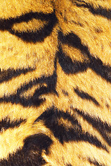 Image showing close up of tiger stripes on real fur