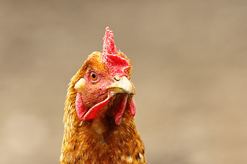 Image showing portrait of curious brown hen