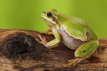 Image showing female tree frog