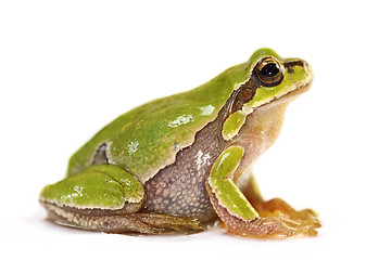 Image showing cute tree frog over white background