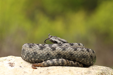 Image showing beautiful male nose horned viper on a rock