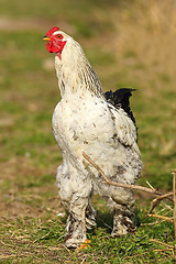 Image showing large rooster near the farm