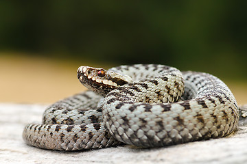 Image showing male common european viper basking on wood stump