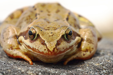 Image showing common frog portrait