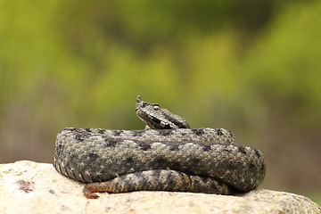 Image showing large dangerous nose horned viper basking on a rock