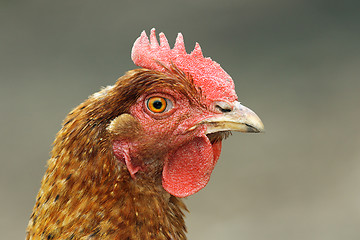 Image showing close up of brown hen head 