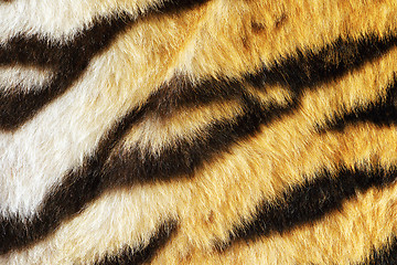 Image showing closeup of tiger fur with beautiful stripes