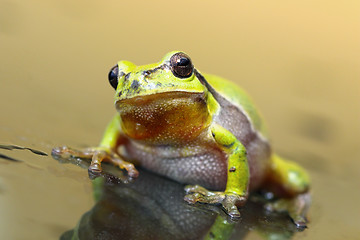Image showing cute tree frog on glass surface
