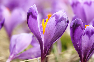 Image showing macro image of spring wild crocus