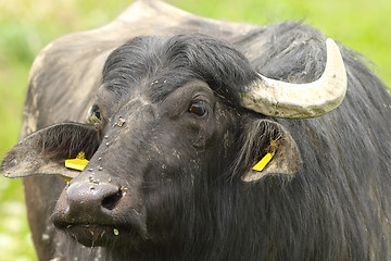 Image showing portrait of domestic water buffalo