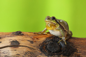 Image showing male tree frog singing