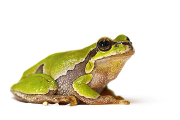 Image showing Hyla arborea on white background