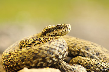 Image showing elusive meadow viper