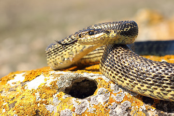 Image showing blotched snake ready to attack