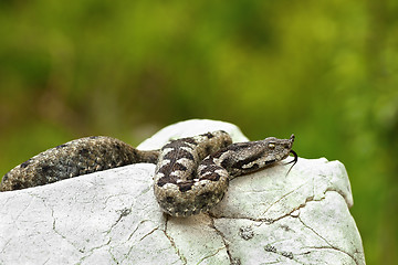 Image showing nose horned viper basking on a rock in natural habitat
