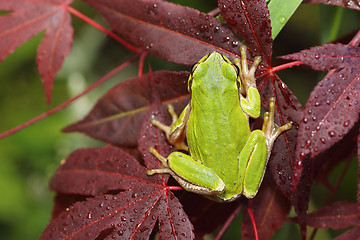 Image showing tree frog on japanese maple leaf