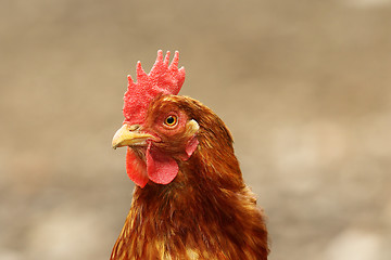 Image showing cute hen portrait 