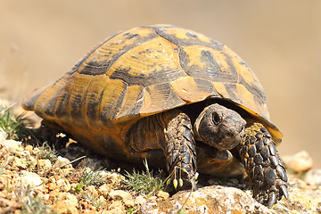 Image showing greek turtoise walking on natural habitat